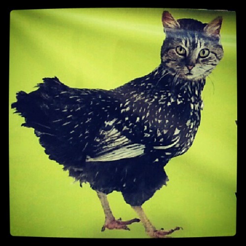 bzsibauxrwxpdr1's profile picture. Люди, сидящие в твиттере и вконтакте умнее, чем те, кто сидят только вконтакте доказано