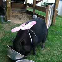 please fire shelton! (@jimmcnamara3) 's Twitter Profile