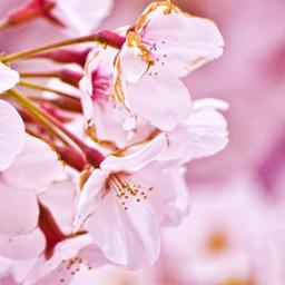 sisousilou's profile picture. Am Unique! !