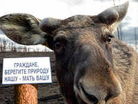 sedoikin_p's profile picture. 