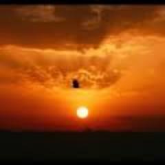 FOLLOW BACK
