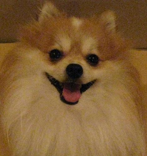 Kaz_Vet's profile picture. 