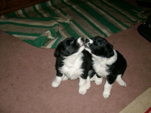 I love dogs and have 2 of my own. I love photography, animals, flowers, nature. Also active on PTC Sites.