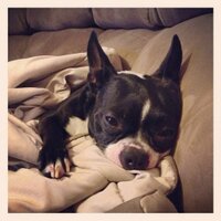 CaliforniaDogTrainer (@californiadogs) Twitter profile photo