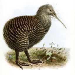 Mmaciac's profile picture. Encara no piula, però s'hi fixa molt.