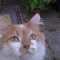 redchas (@redchas58) 's Twitter Profile