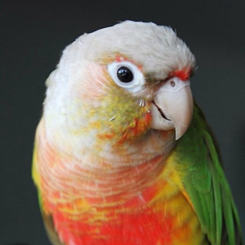gustheconure's profile picture. I am Burton Guster, a pineapple green cheek conure. But you can just call me Gus. I know lots of tricks and love to show them off. I love bananas.