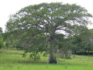 Biólogo. Dictaminador de arbolado urbano. Mientras una forma sin vida te cautiva, no estas libre (Bodhidarma)