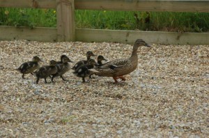 swill28assignme's profile picture. 