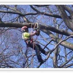 Our specialist tree surgeons work throughout Hampshire including Winchester, Eastleigh, Southampton, Portsmouth, Romsey, Basingstoke, Andover, and Fleet