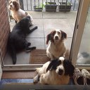 Danielle Whigham - @chiefwhigham11 - Twitter