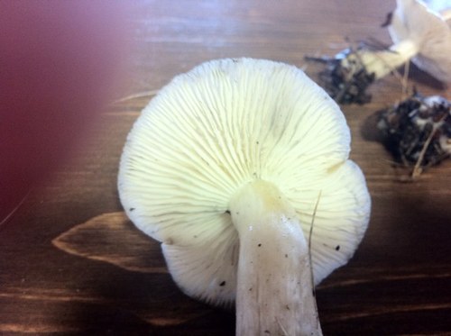 CarlosCarlus's profile picture. Cocina, cocina y cocina Sabadell Barcelona