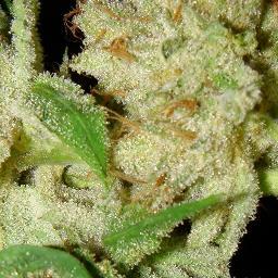 The WVPG is a not-for-profit green medical cannabis dispensing collective for legally-qualified prop 215 patients.