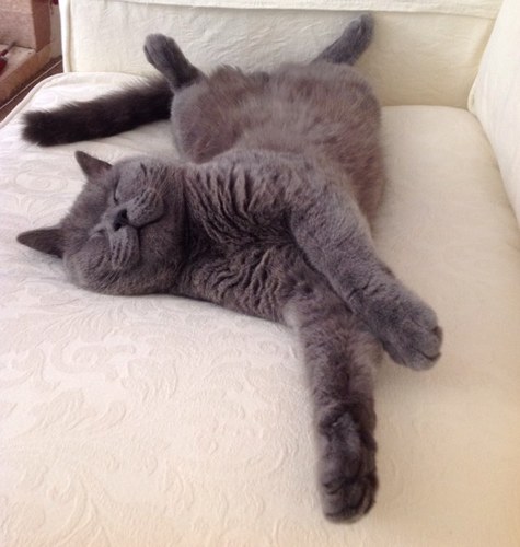 catcalledthomas's profile picture. I'm a British Blue Shorthair Cat.I dont hav opposable thumbs so typing is slow.I like eatin,sleepin &eatin.In that order. #cat #tweetingcat