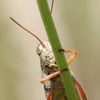 Schmitz Lab (@schmitzlab) 's Twitter Profile
