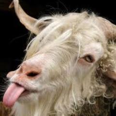 IBodeJesuino's profile picture. 