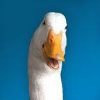 AflacNYRoslyn's profile picture. Ambitious, self-starter with a drive for results? Aflac is looking for candidates to join our sales team.Send resume to aflac.roslyn@verizon.net