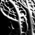 Carlo A. Balistrieri (@botanicalgarden) Twitter profile photo