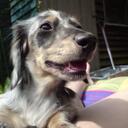 Joy Middleton - @fengundachshund - Twitter