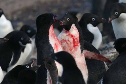 randompenguin_'s profile picture. Eii Eii Eii Eii