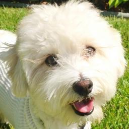 BalkiBones's profile picture. I'm a 3-legged  Havanese. Ain't nothin' gonna break-a my stride!