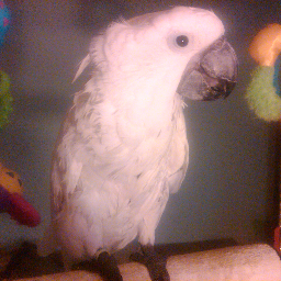 My life with a flock of 12 birds!
