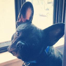 FrenchieCharlie's profile picture. A French Bulldog: brindle in colour, lazy in constitution, occasionally stubborn and always friendly.