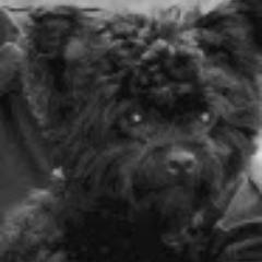 Atlanta Dog Scene is here as lifestyle site and source for all things Dogs. Africa says I'm Always Looking Out For My Dogs