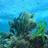 SustainableSeas's profile image