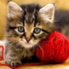 UpperRuxleyCat's profile picture. Upper Ruxley Cattery is a boarding home for your cat while you are away. Located in beautiful open countryside. Covering South-east London and North-west Kent.