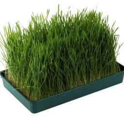 Tarwegras & Bevroren Tarwegrassap online bestellen, levering door heel Nederland. Start de dag groen met een shotje tarwegrassap en voel de kracht van de natuur