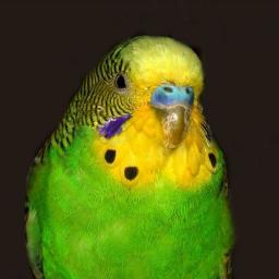 SDashaD's profile picture. 