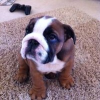 Charley Bulldog (@paultolin) 's Twitter Profile Photo Charley Bulldog (@paultolin) 's Twitter Profile Photo