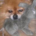 Sherry Reardon - @sherrychippy - Twitter