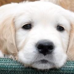 Training Your Dog In A Few Easy Steps - http://t.co/ZjBX8wkumN