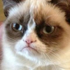 Grumpy Cat @GrumpyCatt Twitter Grumpy Cat @GrumpyCatt Twitter