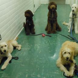 AggieGuideDogs