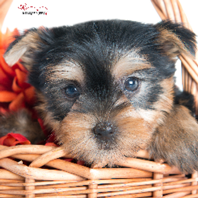 dreamy puppies dreamy puppy dreamypuppy dreamy puppies dreamy puppy dreamypuppy