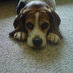 Murphy (@BeagleMurphy) Twitter profile photo