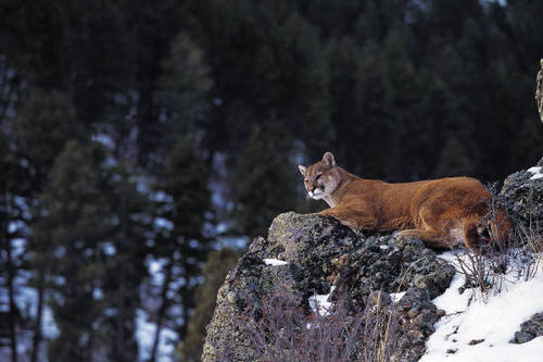 The Rocky Mountain Cat Conservancy (RMCC)  is dedicated to promoting wild cat conservation through research and community stewardship.