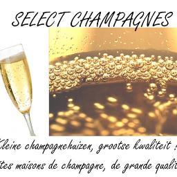 SelectChampagne's profile picture. Wijnen