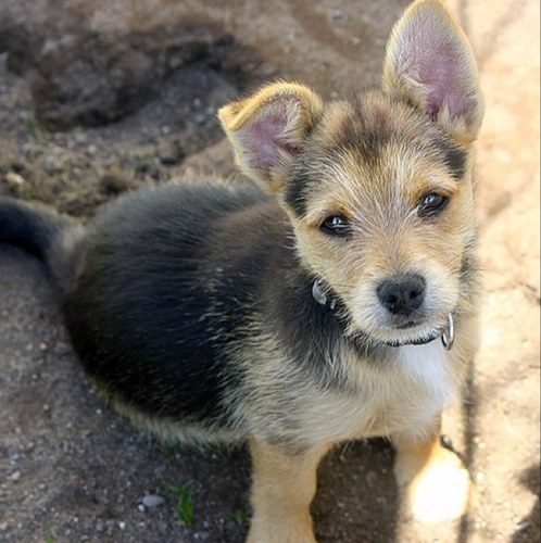 timmietuss's profile picture. Happy, Destroyer of Toys.