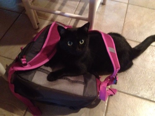 I'm just a simple cat trying to make my way in the litter box
