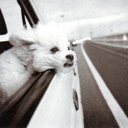 mruben4's profile picture. 🌸🗽❤️🇺🇸 Stop debating “people”, trolls and bots. There is nothing to be gained. BLOCK them! There is a FINITE number of people filled with hate.💕❤️❤️❤️