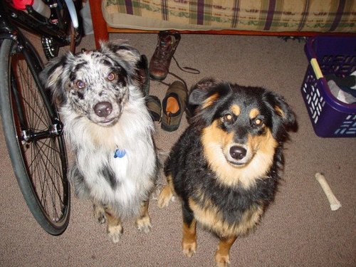 velosnaps's profile picture. Student Affairs professional, dog lover, fair-weather cyclist, PhD