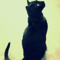 veritasLiberea's profile picture. 국가가 존재해야 그 뒤에 복지가 생길 수 있는 것이다.                                 국가안보보다 더 우선되야 할 정책은 없다.
국가안보가 곧 최고의 복지이다.