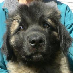 SteveBullwinkel's profile picture. 