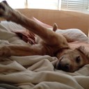 victoria harrell - @HarrellVictoria - Twitter