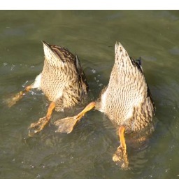 shittheduckup's profile picture. Shits the Duck up, a duck shitter.