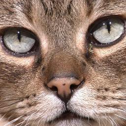 We often use this account when the humans are away - The Cats